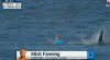 Mick Fanning Attacked by Shark in South Africa Surf Event (VIDEO)